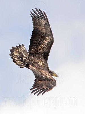 _MG_0126 Bald Eagle.jpg