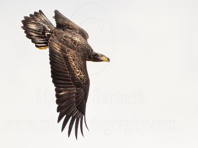 _MG_0127 Bald Eagle.jpg