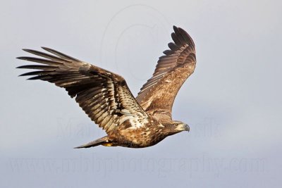 _MG_0217 Bald Eagle.jpg