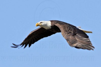 _MG_0330 Bald Eagle.jpg