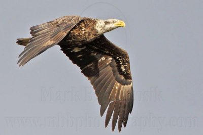 _MG_0348 Bald Eagle.jpg