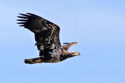 _MG_0577 Bald Eagle.jpg