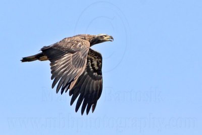 _MG_0585 Bald Eagle.jpg