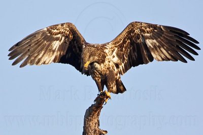 _MG_4017 Bald Eagle.jpg