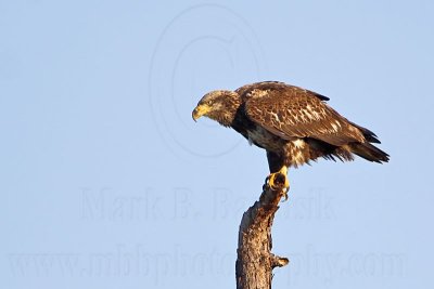 _MG_4024 Bald Eagle.jpg