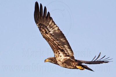 _MG_4250 Bald Eagle.jpg