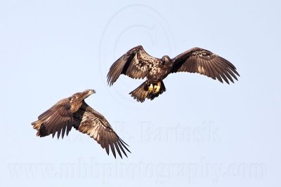 _MG_4689 Bald Eagle.jpg