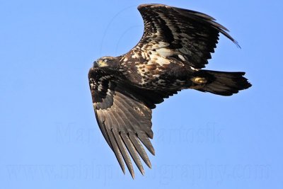 _MG_5187 Bald Eagle.jpg