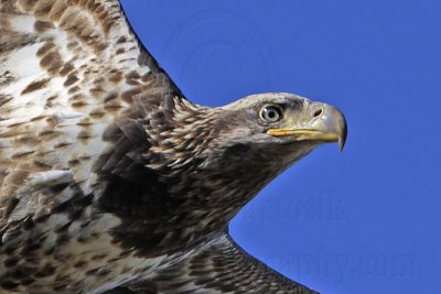 _MG_5254 Bald Eagle.jpg