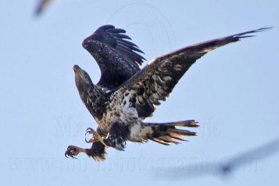_MG_5318 Bald Eagle.jpg