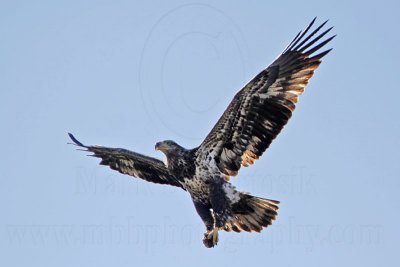 _MG_5321 Bald Eagle.jpg