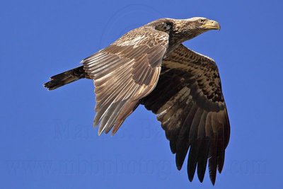 _MG_5369 Bald Eagle.jpg