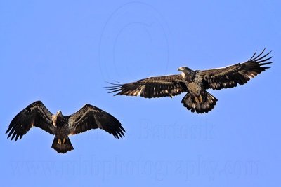 _MG_5468 Bald Eagle.jpg