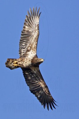 _MG_5551 Bald Eagle.jpg