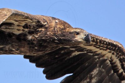 _MG_5721 Bald Eagle.jpg
