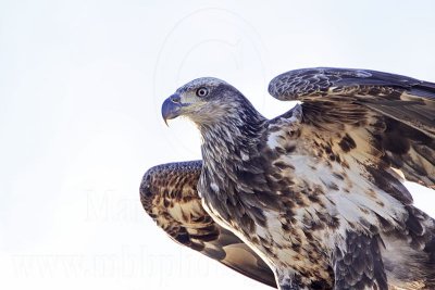 _MG_6415 Bald Eagle.jpg