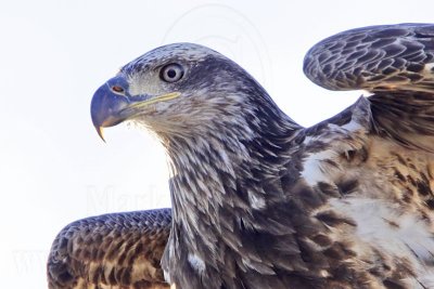 _MG_6415crop Bald Eagle.jpg