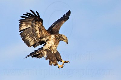 Bald Eagle (southern) Plumages from every angle