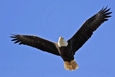 _MG_8120 Bald Eagle.jpg