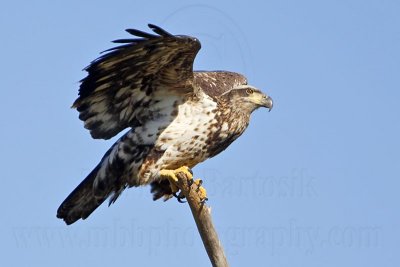 _MG_8176 Bald Eagle.jpg