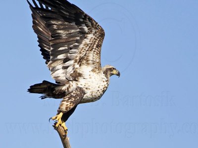 _MG_8177 Bald Eagle.jpg