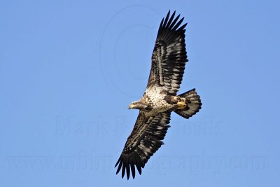 _MG_8273 Bald Eagle.jpg