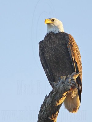 _MG_2381 Bald Eagle.jpg