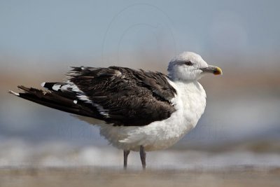 _MG_1720 Great Black-backed Gull.jpg