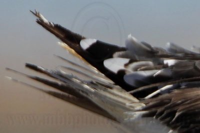_MG_1723crop Great Black-backed Gull.jpg