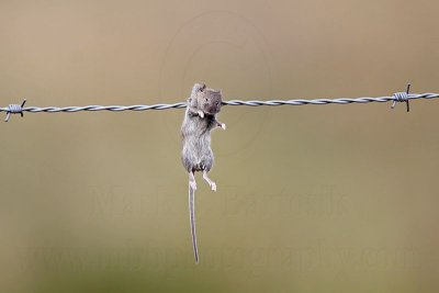 _MG_3638 Loggerhead Shrike's impaled food.jpg