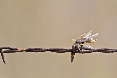 _MG_4365 Loggerhead Shrike's impaled food.jpg