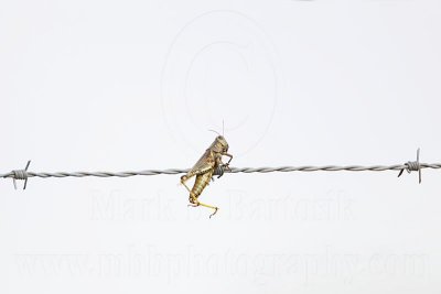 _MG_4937 Loggerhead Shrike's impaled food.jpg
