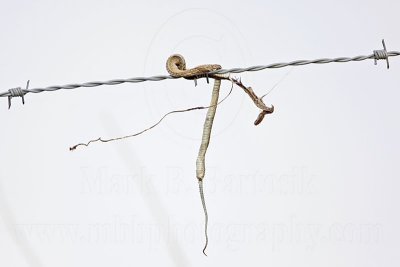 _MG_5004 Loggerhead Shrike's impaled food.jpg