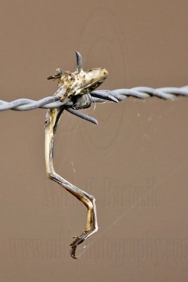 _MG_5033crop Loggerhead Shrike's impaled food.jpg