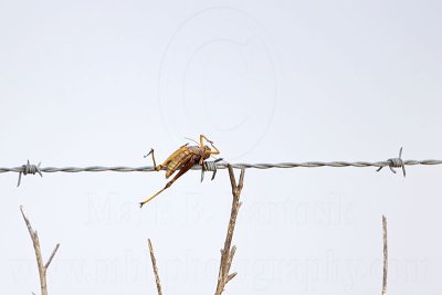 _MG_5101 Loggerhead Shrike's impaled food.jpg