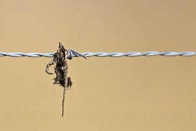 _MG_5189 Loggerhead Shrike's impaled food.jpg
