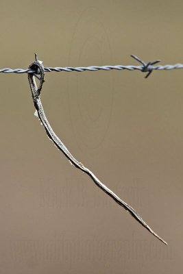 _MG_5195 Loggerhead Shrike's impaled food.jpg