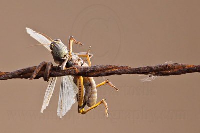 _MG_5439 Loggerhead Shrike's impaled food.jpg