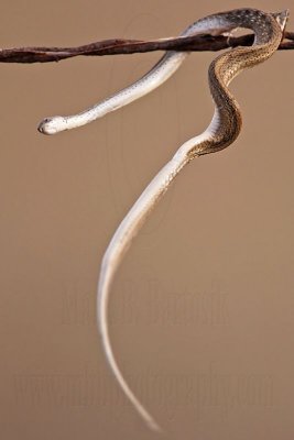 _MG_5462 Loggerhead Shrike's impaled food.jpg