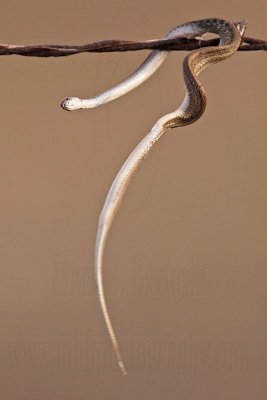 _MG_5499 Loggerhead Shrike's impaled food.jpg