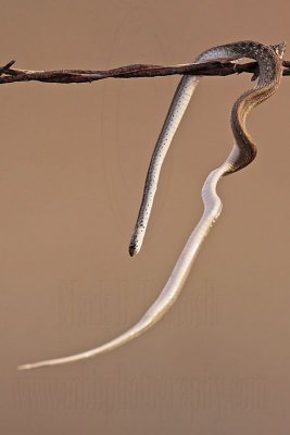 _MG_5515 Loggerhead Shrike's impaled food.jpg