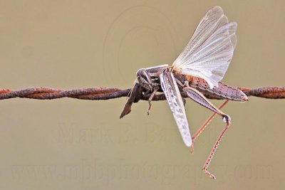 _MG_5561 Loggerhead Shrike's impaled food.jpg