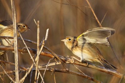 _MG_2268 Grasshopper Sparrow.jpg