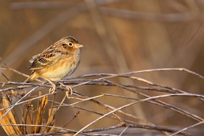 _MG_2309 Grasshopper Sparrow.jpg