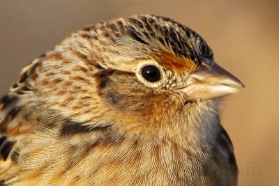 _MG_2418crop Grasshopper Sparrow.jpg