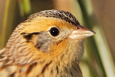 _MG_2484crop Le Conte's Sparrow.jpg