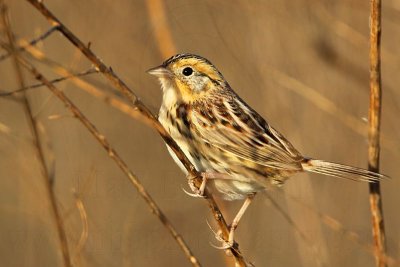 _MG_2503 Le Conte's Sparrow.jpg