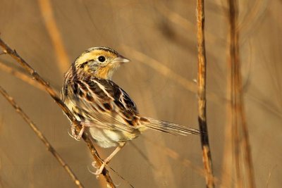 _MG_2541 Le Conte's Sparrow.jpg
