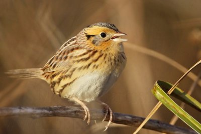 _MG_2694 Le Conte's Sparrow.jpg
