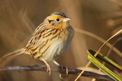 _MG_2773 Le Conte's Sparrow.jpg